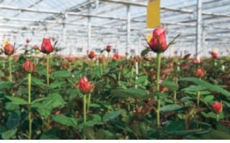 Floriculture or Flower Farming